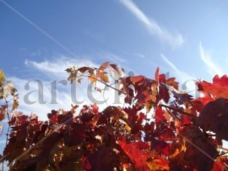 Otoño riojano
