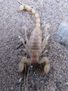 ESCORPION  -  INSECTOS DE ARGENTINA