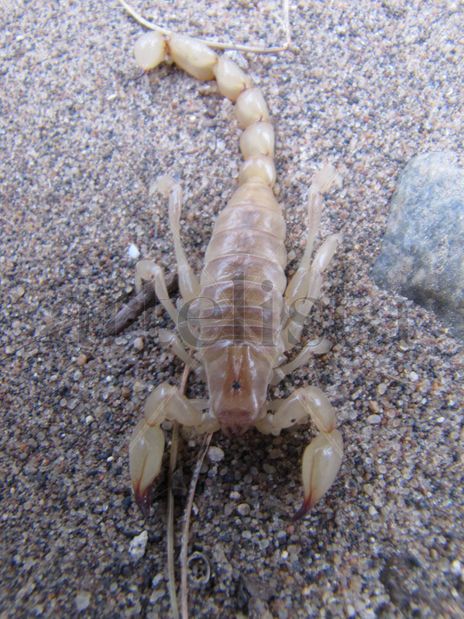 Escorpion  -...