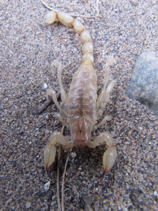 ESCORPION  -  INSECTOS DE ARGENTINA