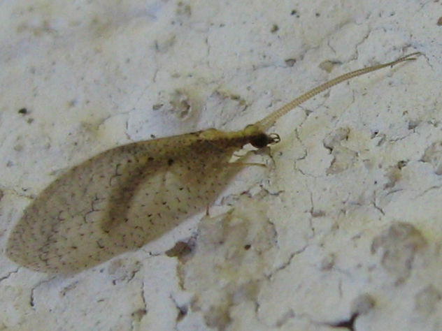 NEUROPTERA HEMEROBIIDAE  -  INSECTOS DE ARGENTINA