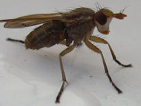 Myopa dorsalis -...