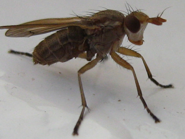 MYOPA DORSALIS -  INSECTOS DE ARGENTINA