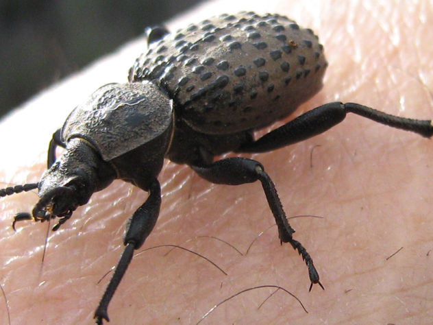 OMORGUS TROGLIDAE  -  INSECTOS DE ARGENTINA