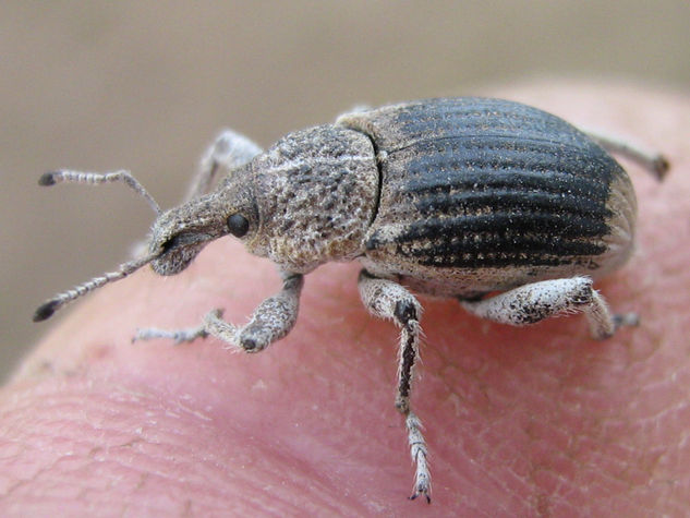 NAUPACTUS XANTHOGRAPHUS  -  INSECTOS DE ARGENTINA Nature Color (Digital)