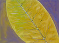 Hoja I