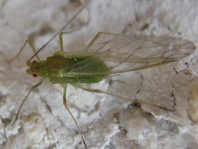 APHIS SAMBUCI APHIDIDAE  -  INSECTOS DE ARGENTINA