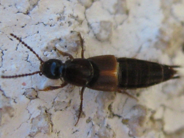 Irish Rove Beetle  -  INSECTOS DE ARGENTINA