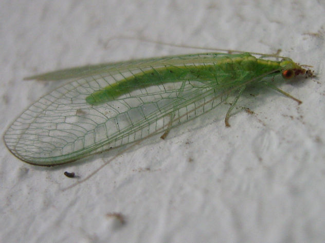 NEUROPTERA CHRYSOPIDAE  -  INSECTOS DE ARGENTINA