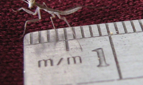 INSECTOS