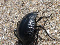 ESCARABAJO DE LA PLAYA  -  INSECTOS DE ARGENTINA