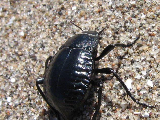 ESCARABAJO DE LA PLAYA  -  INSECTOS DE ARGENTINA