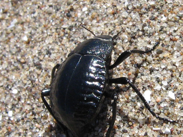 ESCARABAJO DE LA PLAYA  -  INSECTOS DE ARGENTINA Fotoperiodismo y documental Color (Digital)