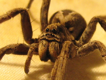 Araña Lobo(Lycosa...