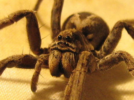 Araña Lobo(Lycosa...