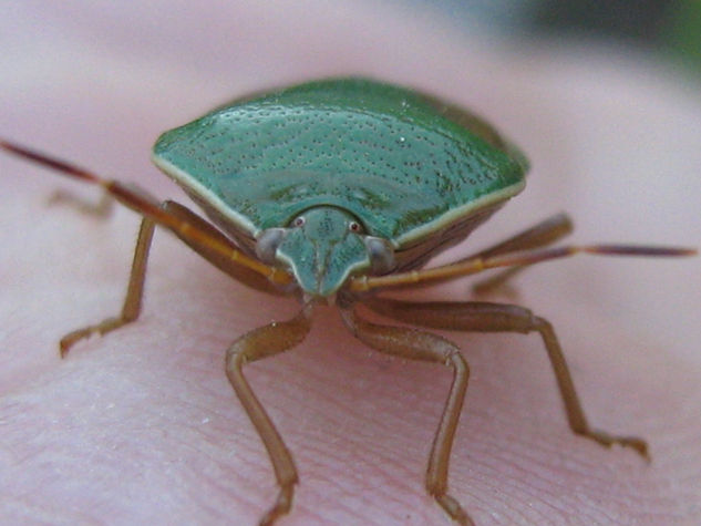 CHINCHE VERDE -- NEZARA VIRIDULA 1  -  INSECTOS DE ARGENTINA Photojournalism and Documentary Color (Digital)