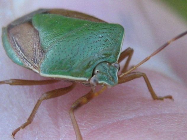 CHINCHE VERDE -- NEZARA VIRIDULA 2