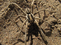 Araña Lobo(Lycosa...