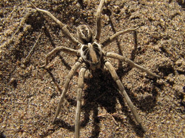 Araña Lobo(Lycosa Tarantula) 2  - ARACNIDOS DE ARGENTINA Fotoperiodismo y documental Color (Digital)