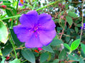 FLORES PARQUE MEGUA