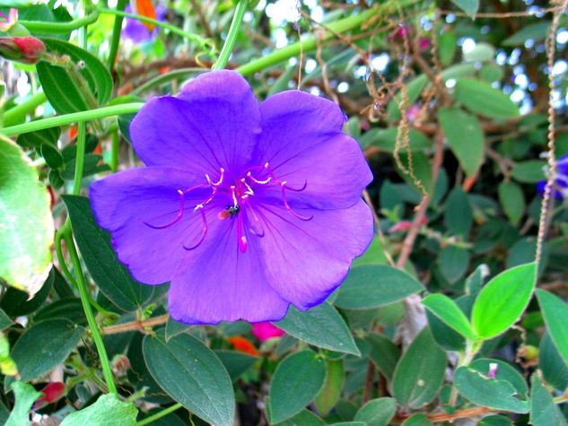 FLORES PARQUE MEGUA 