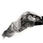 FAUNA IBERICA thumbnail 2