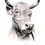 FAUNA IBERICA thumbnail 1