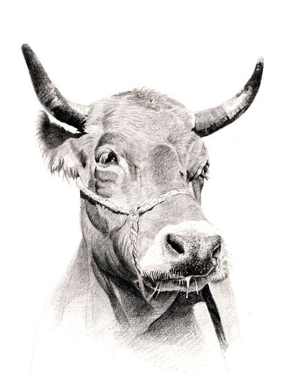 Vaca