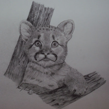 Puma bebe
