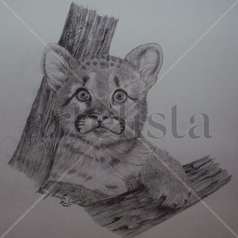 Puma bebe