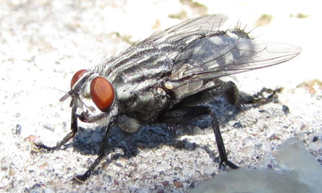 MOSCON GRIS (Sarcophaga carnaria)  -  INSECTOS DE ARGENTINA