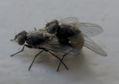 MOSCA -- Musca domestica