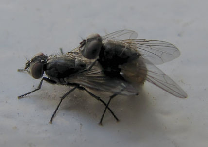MOSCA -- Musca...