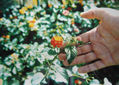 UNA FLOR LLENA DE AMOR