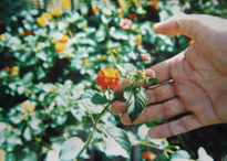 Una flor llena de amor