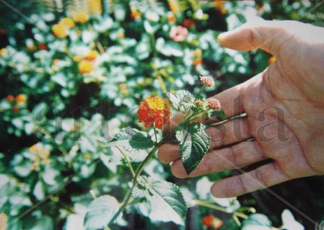 Una flor llena de amor