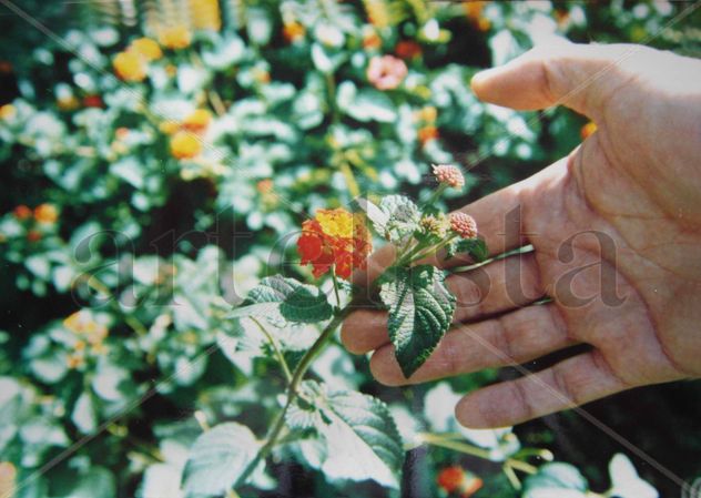 UNA FLOR LLENA DE AMOR