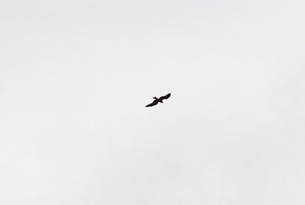 El vuelo