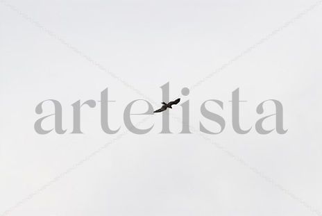 El vuelo