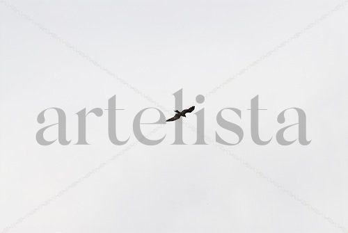 El vuelo