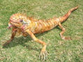 IGUANA I