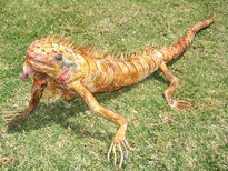 Iguana i