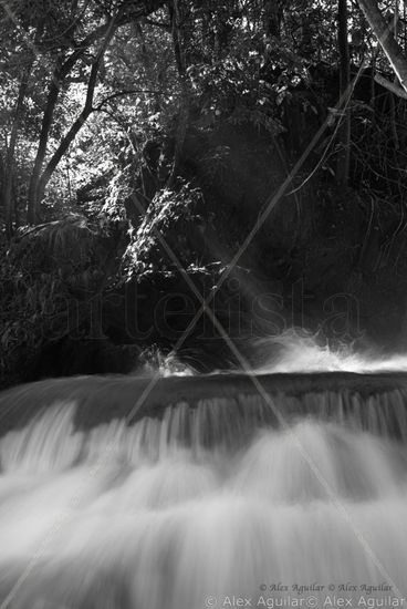 Filtración Naturaleza Blanco y Negro (Digital)