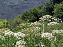 Flores de la pradera