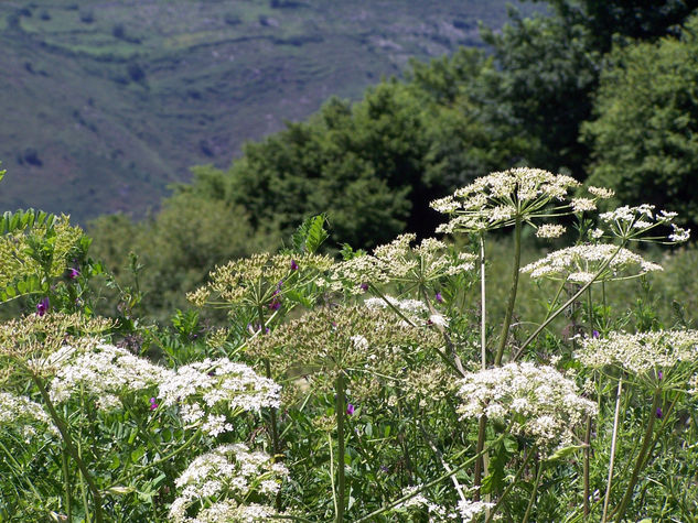 Flores de la pradera 