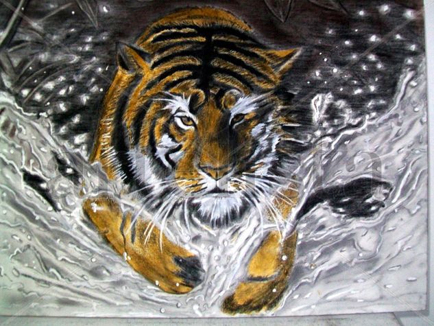 tiger on water 