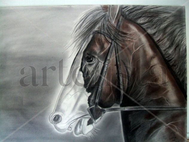 horse
