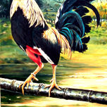 GALLOS DE PELEA thumbnail 1