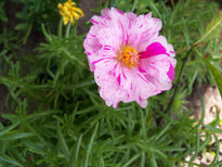 Portulaca  de verano