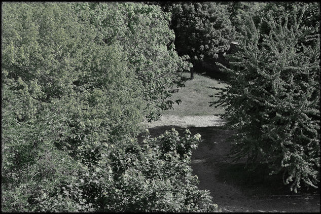 Serie Desde mi ventana - 11-05.010.2 Naturaleza Blanco y Negro (Digital)